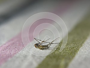 A dead anopheles mosquito lying on fabric