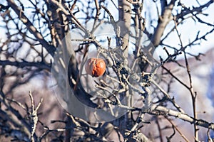 The dead apple tree