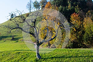 Dead apple tree on a sunny autumn day