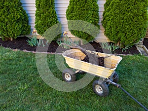 A dead arborvitae tree in a wheelbarrow