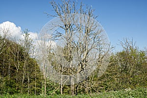 Dead Ash trees on South Downs, Sussex, England