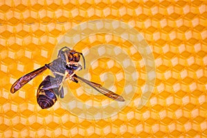 Dead asian hornet on his back on a frame of beehive