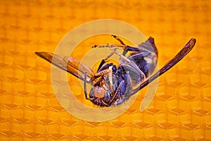 Dead asian hornet on his back on a frame of beehive