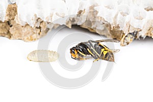 Dead asian hornet with larvae macro in white background