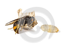 Dead asian hornet with larvae macro in white background