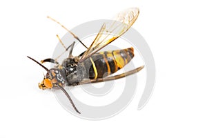 Dead asian hornet macro in white background