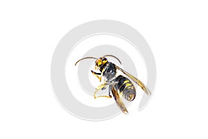 Dead asian hornet macro in white background