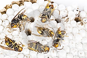 Dead asian hornets on nest honeycombed macro studio