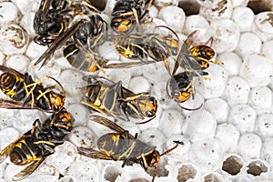 Dead asian hornets on nest honeycombed macro studio