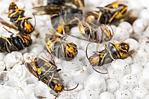 Dead asian hornets on nest honeycombed macro studio