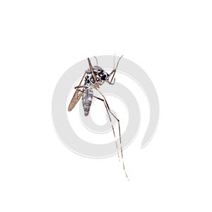 Dead Asian Tiger Mosquito, Aedes albopictus, macro on white background. A transmitter of many viral pathogens, including