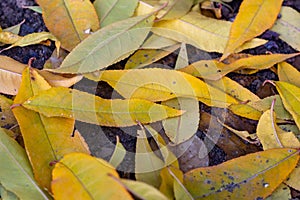 Dead autumn leaf lying over the ground.
