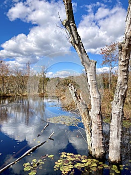 Dead Autumn Tree in Pond