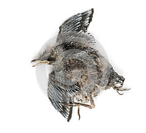 Dead baby Swallow in state of decomposition, Hirundinidae, isola photo