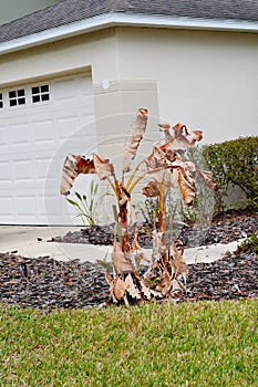 Dead banana tree because of cold weather