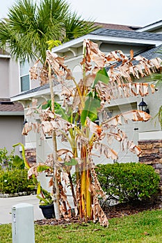 Dead banana tree because of cold weather