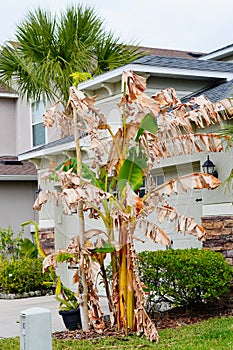 Dead banana tree because of cold weather