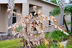 Dead banana tree because of cold weather