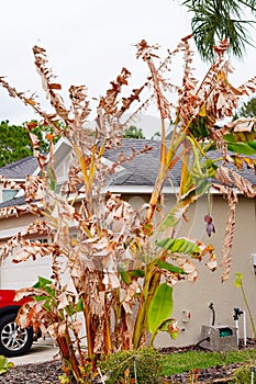 Dead banana tree because of cold weather