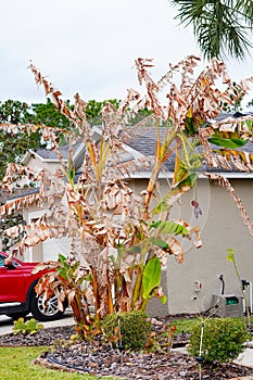 Dead banana tree because of cold weather