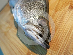 dead baramundi fish head