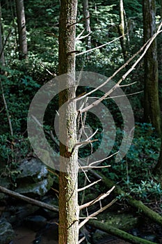Dead bare tree with sunlight in lush forest
