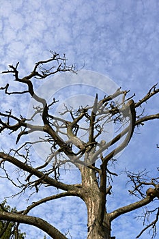 Dead barkless standing pine