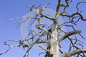 Dead barkless standing pine tree