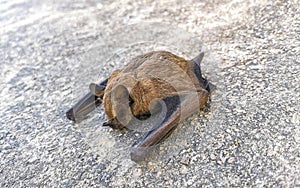 Dead bat on the ground in Puerto Escondido Mexico