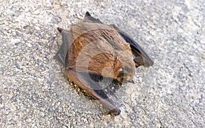 Dead bat on the ground in Puerto Escondido Mexico