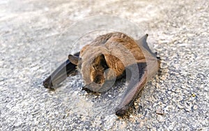 Dead bat on the ground in Puerto Escondido Mexico