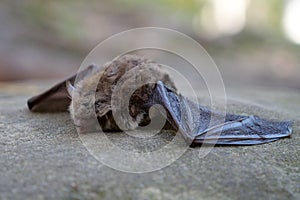 Dead bat lies on a stone in the forest