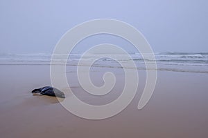 Dead beached Sea Lion, Otariinae, at the coast of Santa Teresa National Park near Cabo Polonio, Rocha, Uruguay