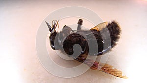 Dead bee. dead insect. dead animal. carpenter bee or Indian black bee or Indian bhanvra or violet carpenter Bee  insects, bugs, bu