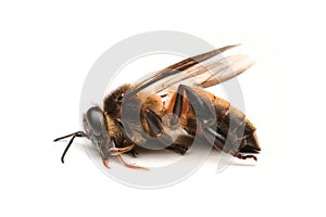 Dead bee isolated on white background