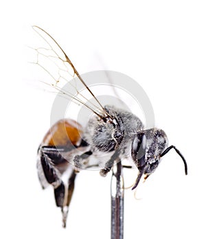 A dead bee on a pinhead