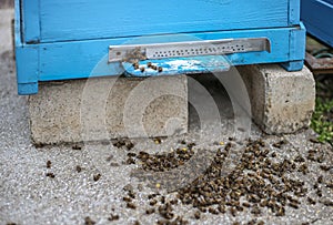 Dead bees hive on the cover after the winter. Dead insects. Dead honey bees - poisoned by pesticides and GMOs. Selective focus