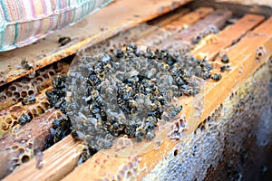 Dead bees in the hive to honey combs. Beekeeping.
