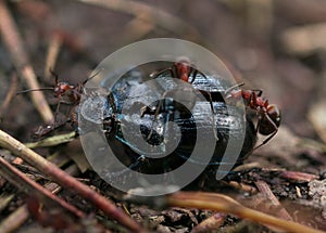 Dead beetle with ants