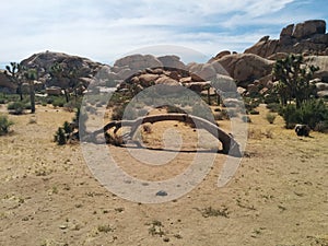 Dead, bent over Joshua tree with stacked boulder hills in background