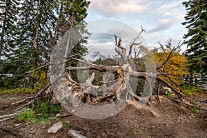 Dead big tree with dry root damage from storm uproot photo