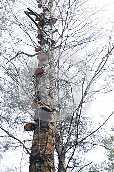 Dead birch from bottom to top along the highway in fungi and parasites.