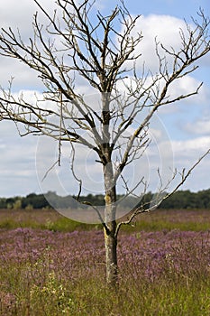 Dead birch tree - moor