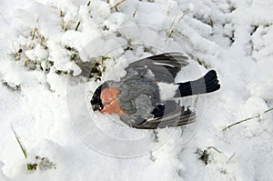 Dead bird bullfinch (Pyrrhula pyrrhula, Eurasian Bullfinch) in winter cold time