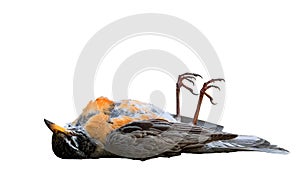 A dead bird with feet up isolated on white