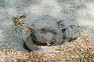 Dead Bird with Flies