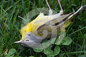 A dead bird laid on the grass