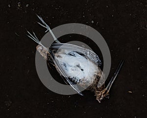 Dead bird lying on a path