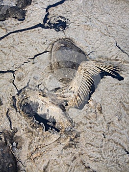 Dead bird in oil on beach