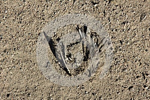 Dead bird on side of road